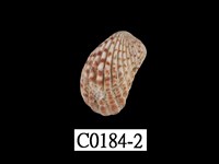 藏品(算盤蛤)的圖片